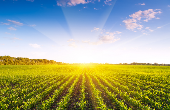 Agriculture・Plantation